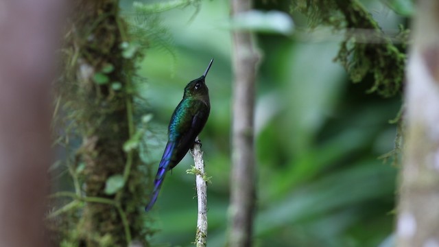 Long-tailed Sylph - ML488085