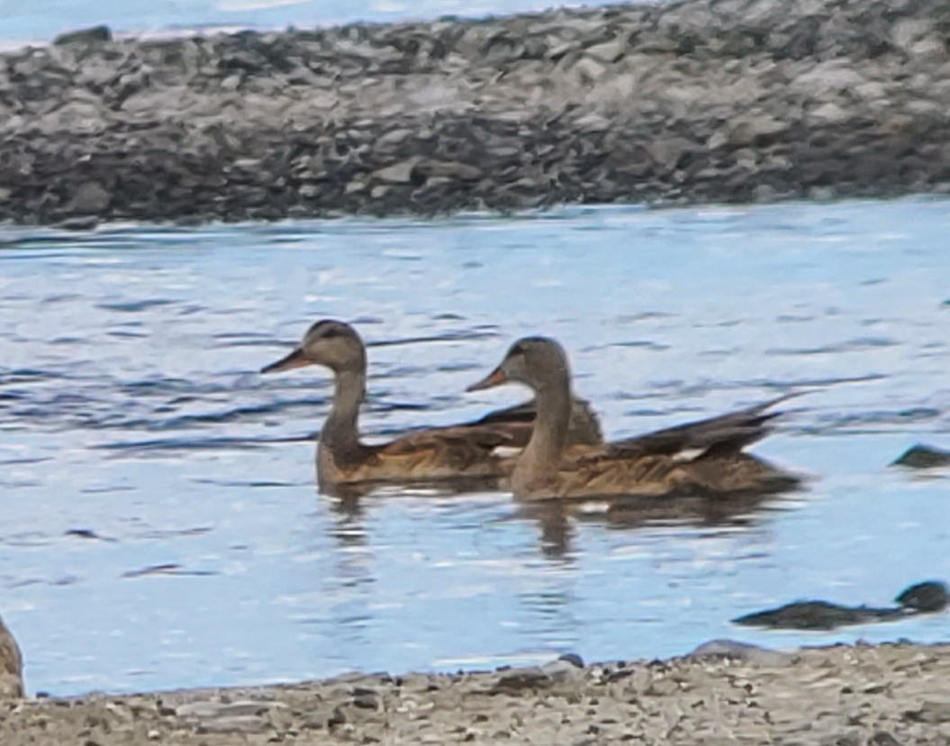 Gadwall - ML488085171