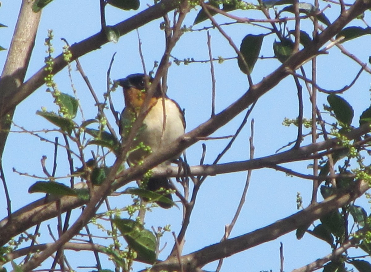 Tangara Culiblanca - ML488085531