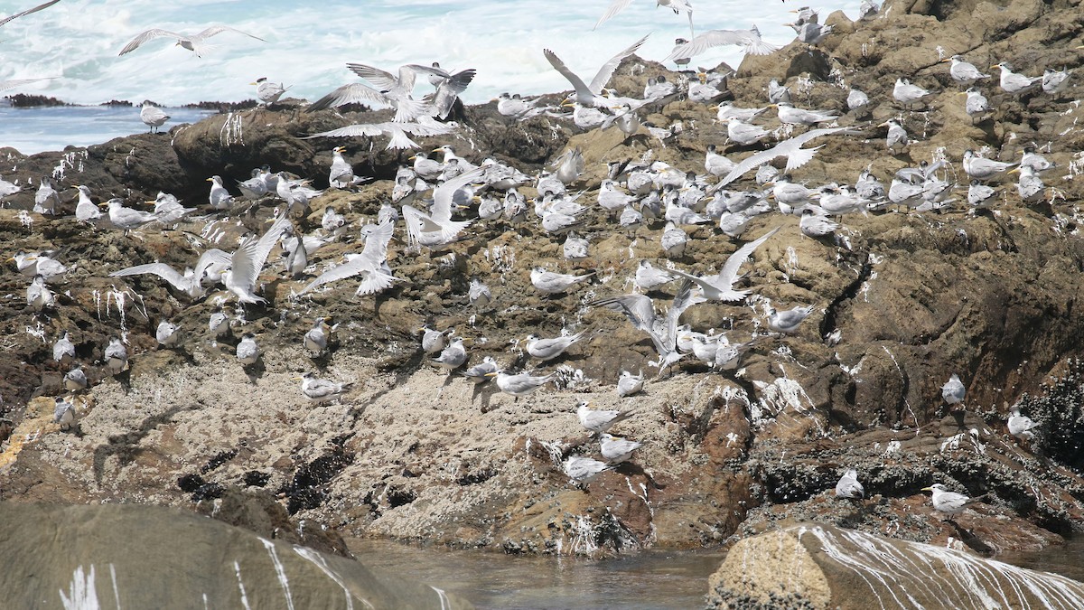 Great Crested Tern - ML488086351