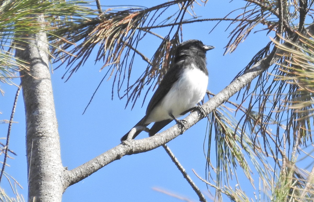 Black-headed Whistler - David Bree