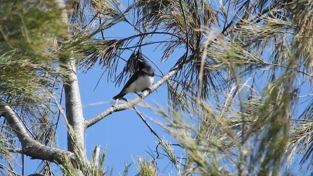 Black-headed Whistler - ML488087371