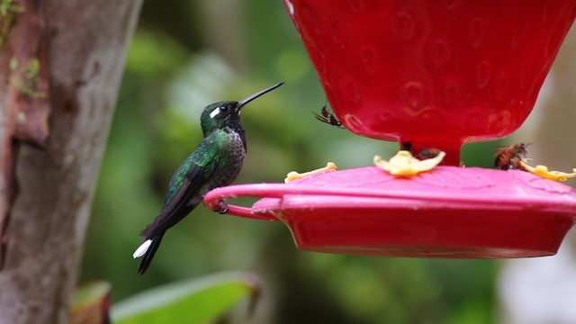 kolibřík skvrnoocasý - ML488088