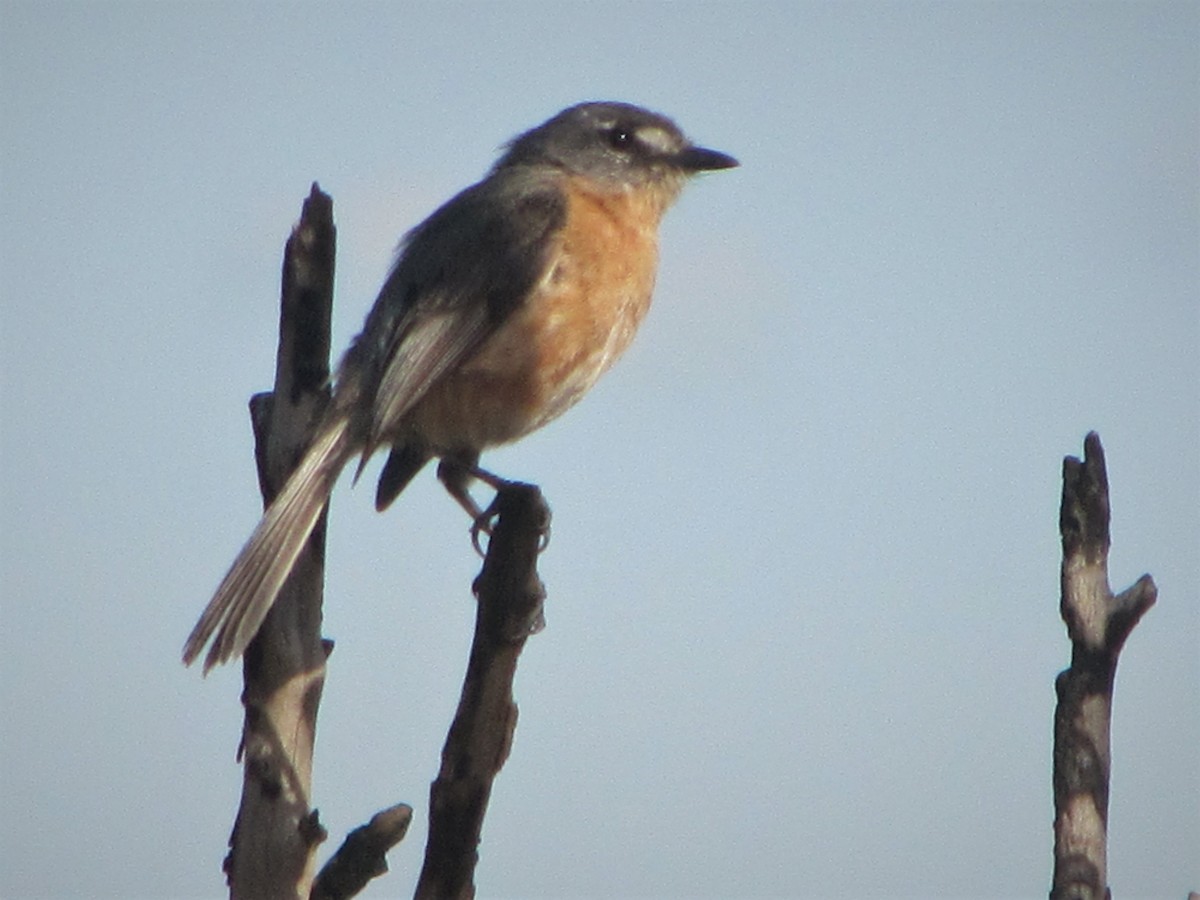 Gray-backed Tachuri - ML488088241