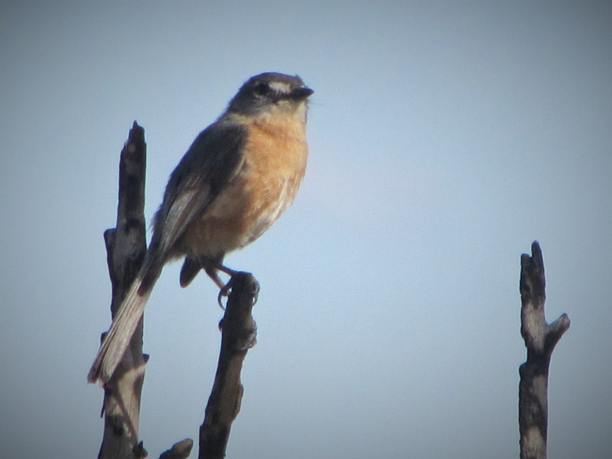 Gray-backed Tachuri - ML488088291