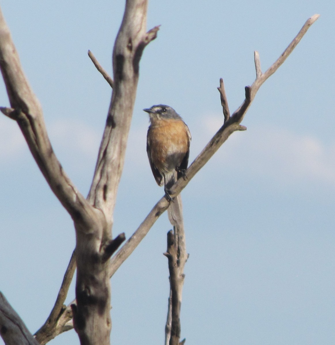 Gray-backed Tachuri - ML488088391