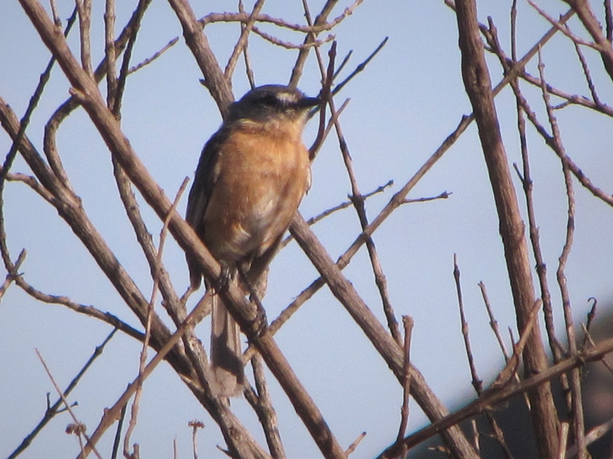 Gray-backed Tachuri - ML488088431