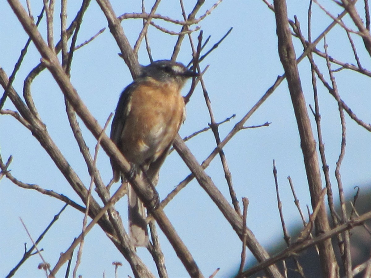 Gray-backed Tachuri - ML488088691