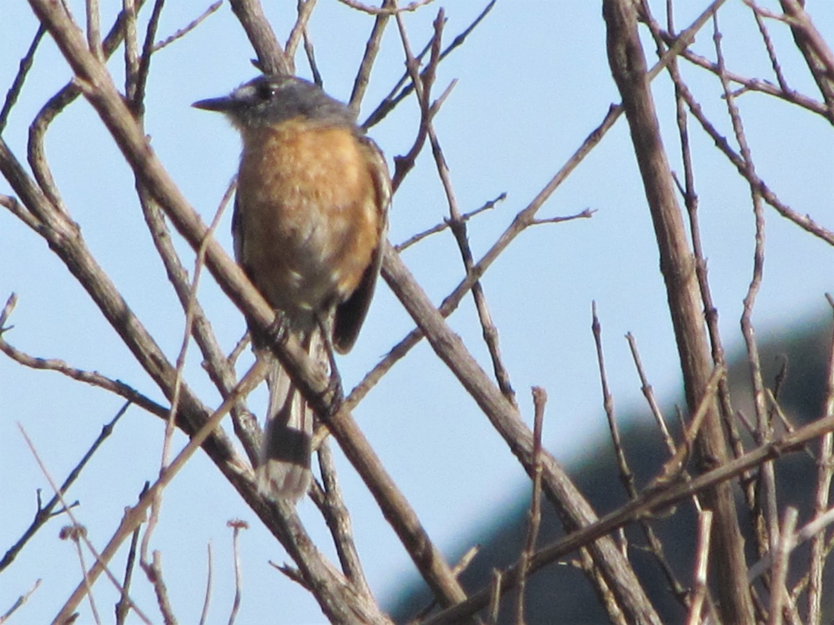 Gray-backed Tachuri - ML488088891