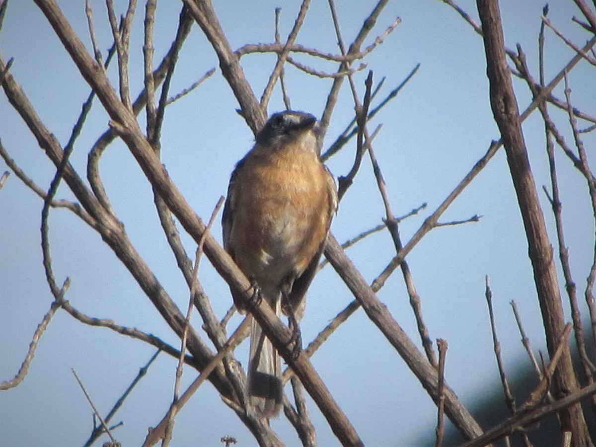 Gray-backed Tachuri - ML488089041