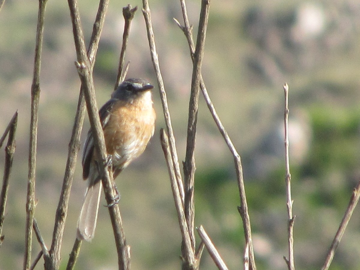 Gray-backed Tachuri - ML488089141