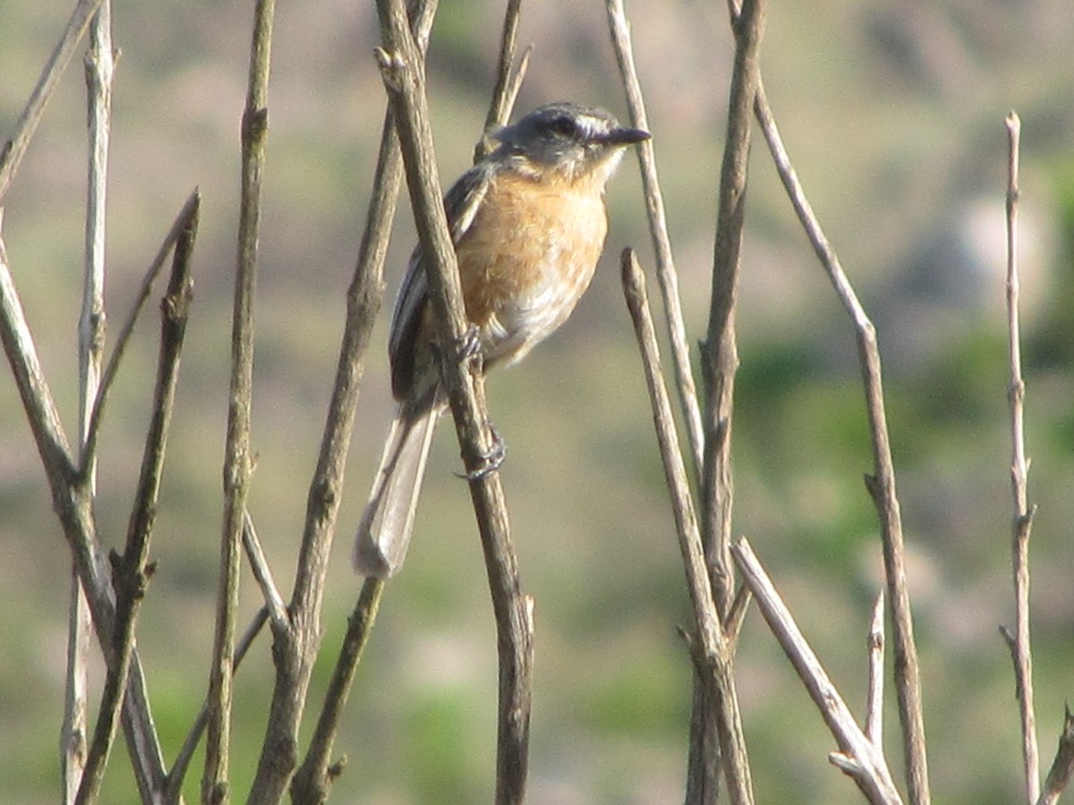 Gray-backed Tachuri - ML488089231