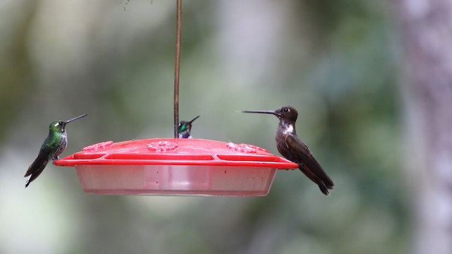 Brown Inca - ML488090