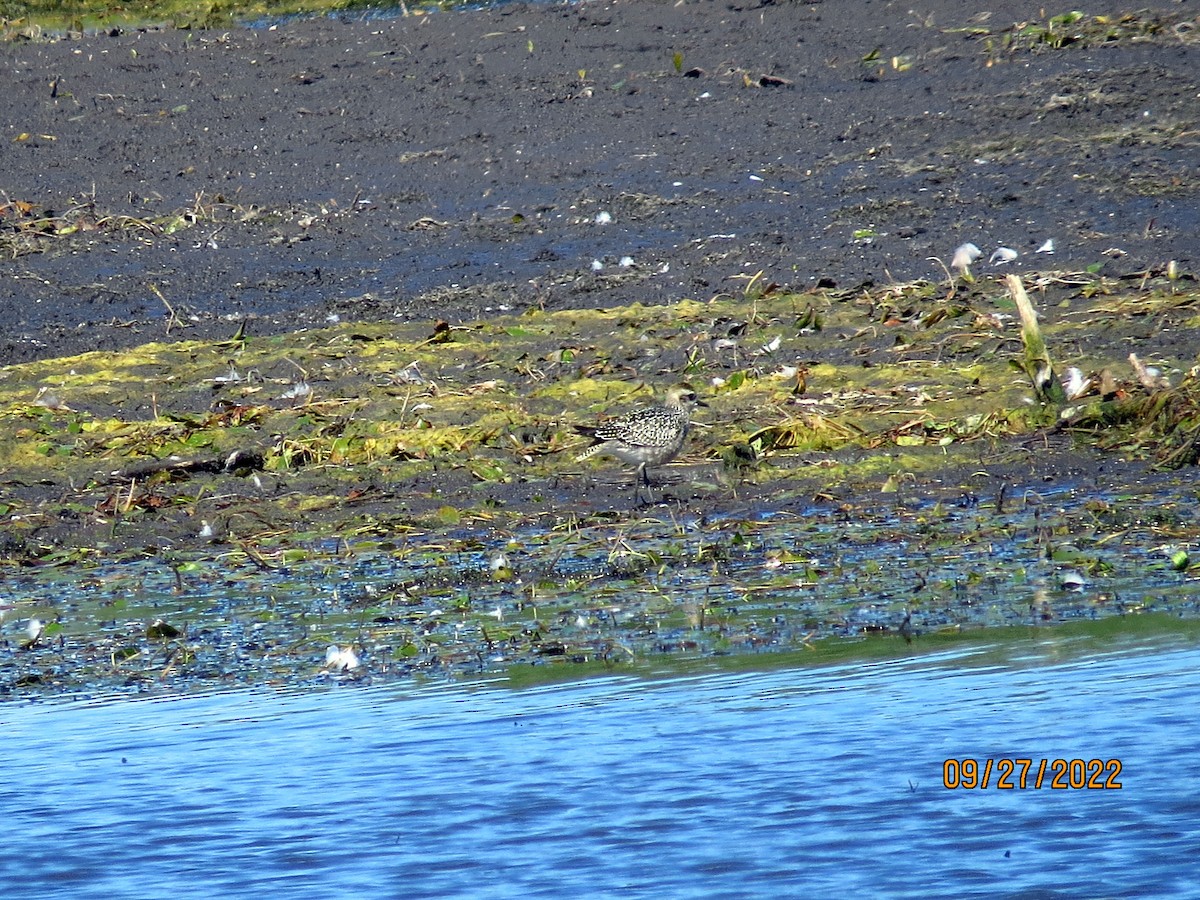 American Golden-Plover - ML488090241