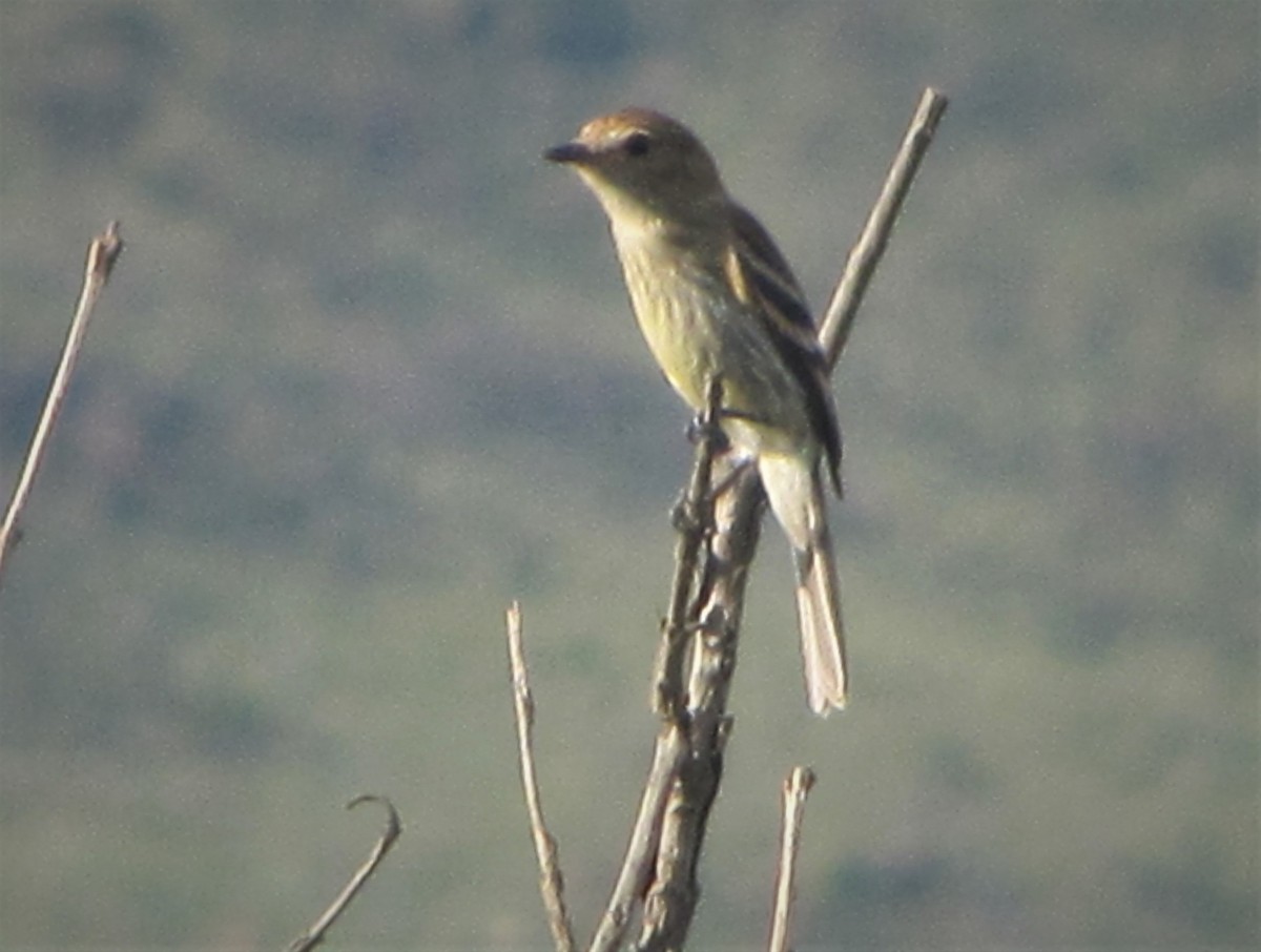 Bran-colored Flycatcher - ML488090341