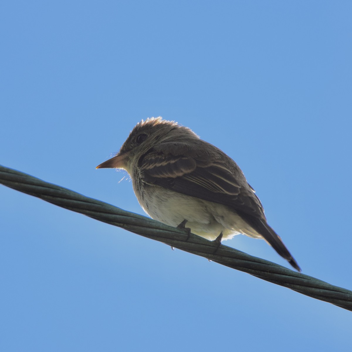 Eastern Wood-Pewee - ML488090911