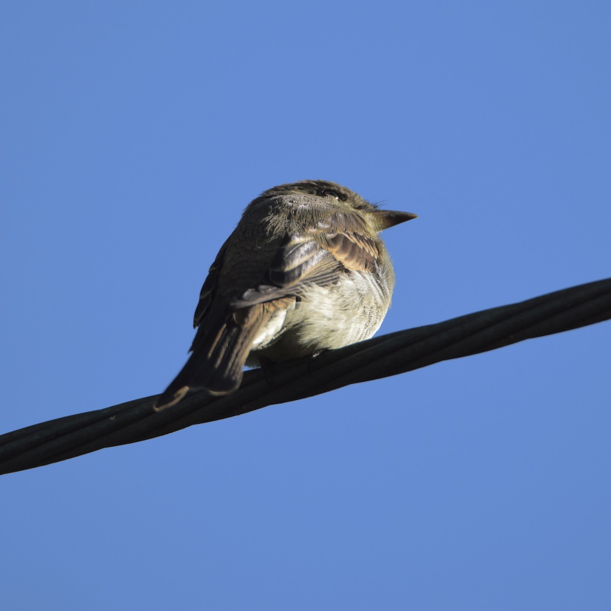 Eastern Wood-Pewee - ML488090921