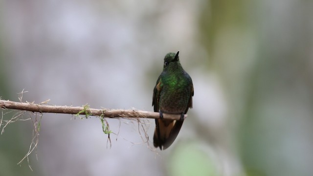 Buff-tailed Coronet - ML488091