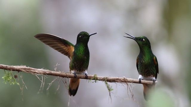 Buff-tailed Coronet - ML488092