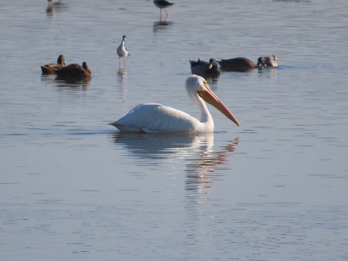 American White Pelican - ML488092071