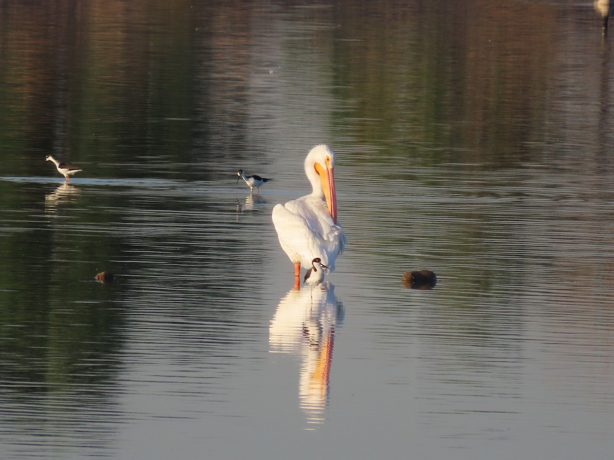 American White Pelican - ML488092081