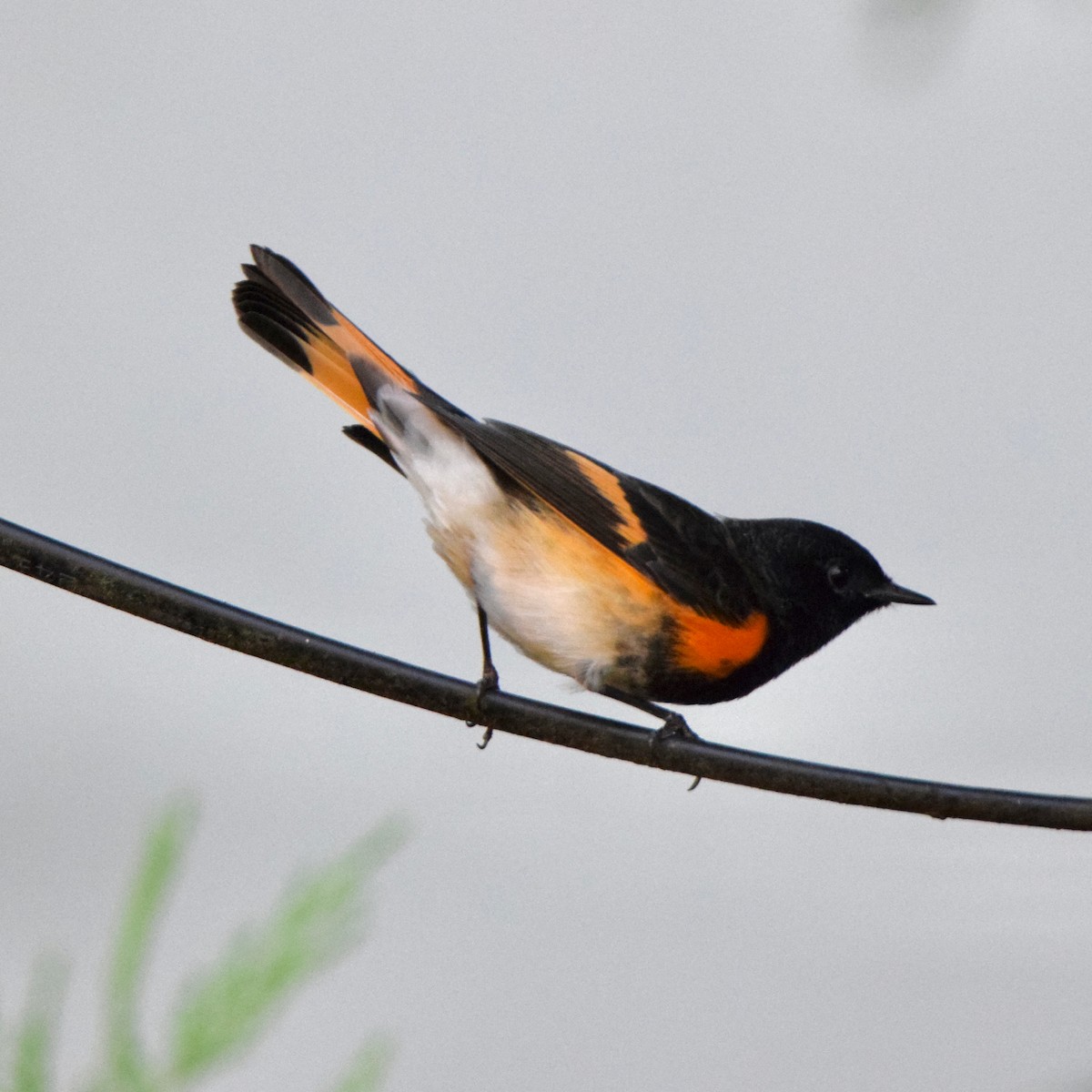 American Redstart - ML488092751