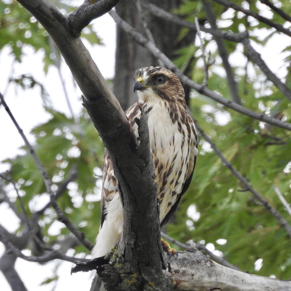 Broad-winged Hawk - ML488092971