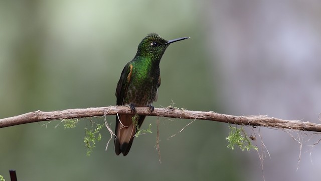 Buff-tailed Coronet - ML488093