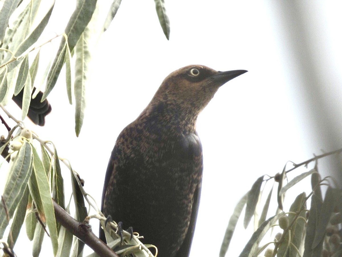 Rusty Blackbird - ML488093091
