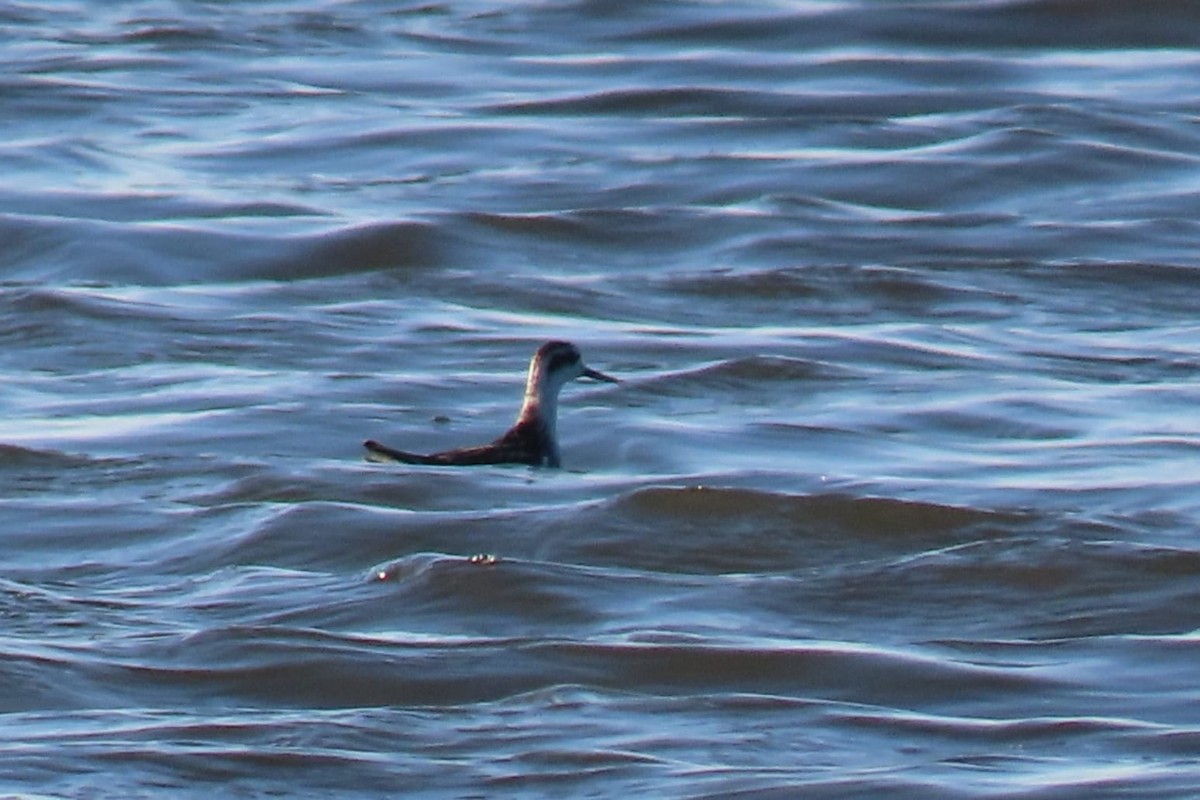 Red-necked Phalarope - ML488094631