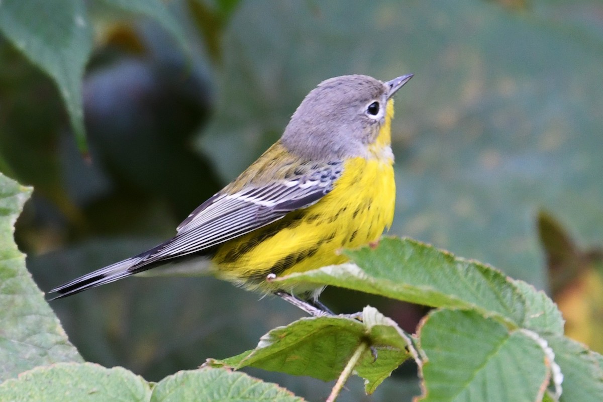 Magnolia Warbler - ML488095691