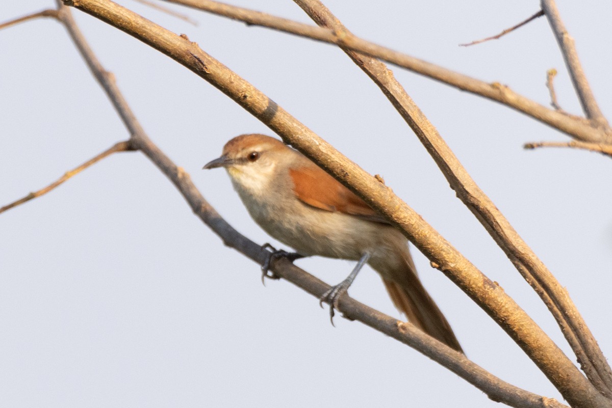 Yellow-chinned Spinetail - ML488096191