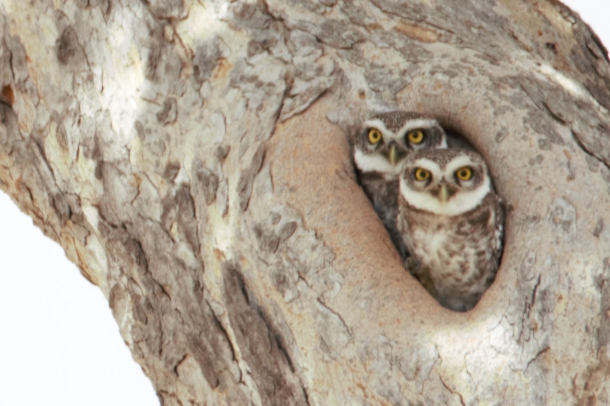 Spotted Owlet - ML488098531