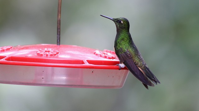 Buff-tailed Coronet - ML488099