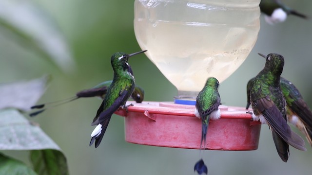 Purple-bibbed Whitetip - ML488100