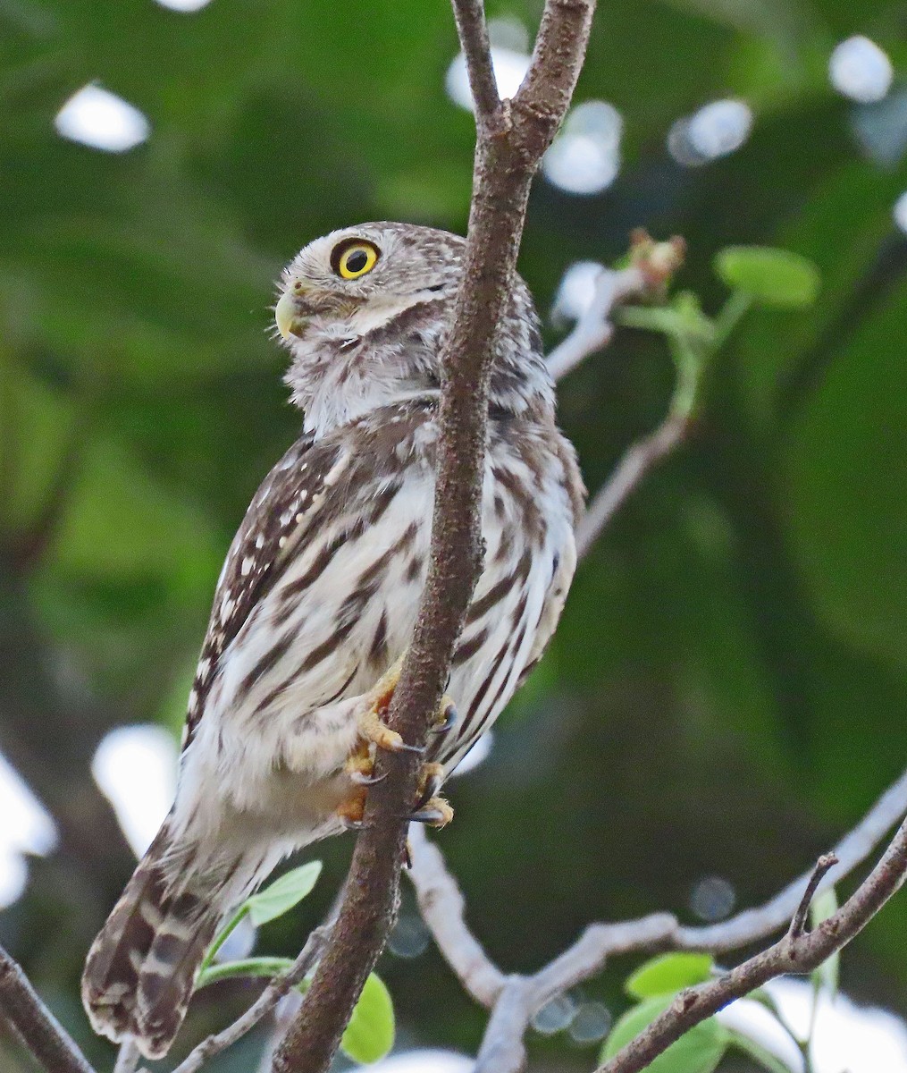 Ferruginous Pygmy-Owl - ML488100671