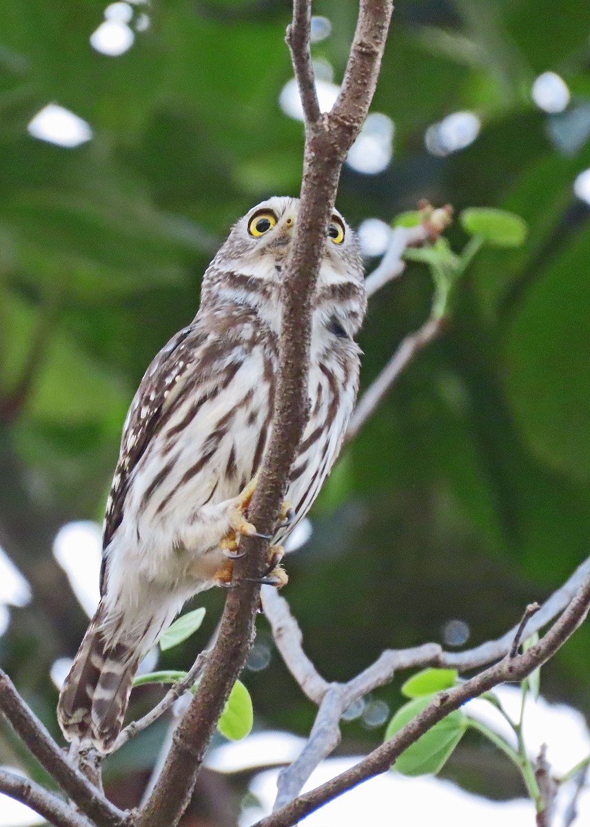 Ferruginous Pygmy-Owl - Mark Amershek