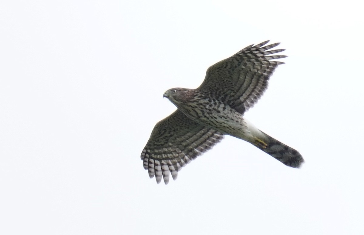 Cooper's Hawk - ML488101171