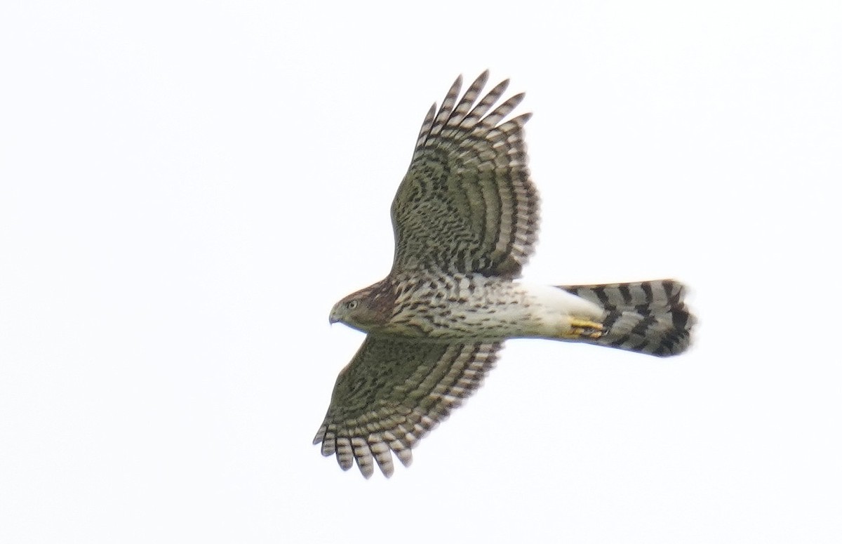 Cooper's Hawk - ML488101191