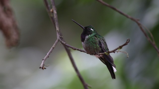 kolibřík skvrnoocasý - ML488102