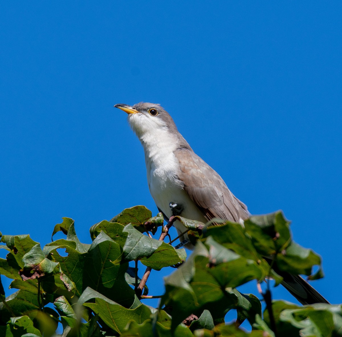 Yellow-billed Cuckoo - ML488102691