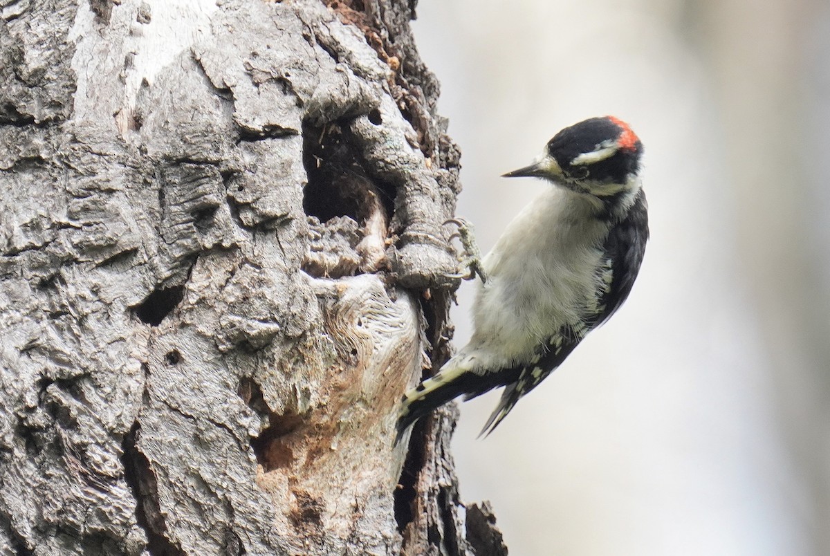 Downy Woodpecker - Dennis Mersky