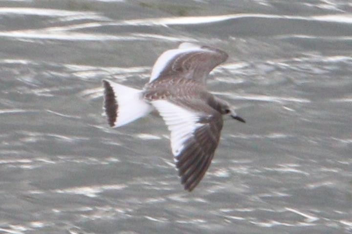 Sabine's Gull - ML488102901