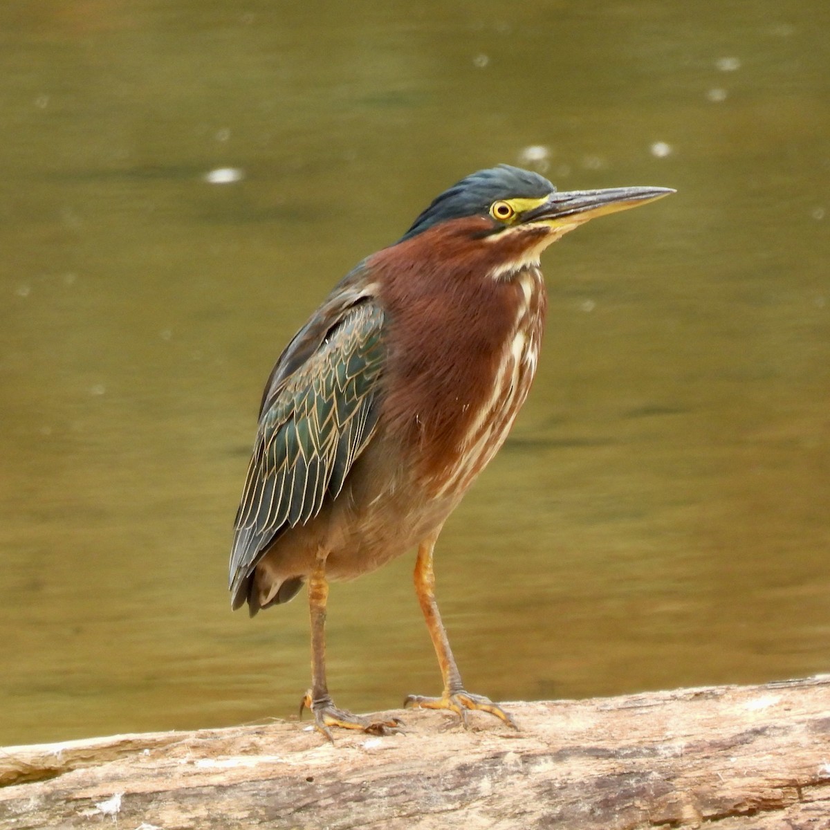 Green Heron - ML488103361