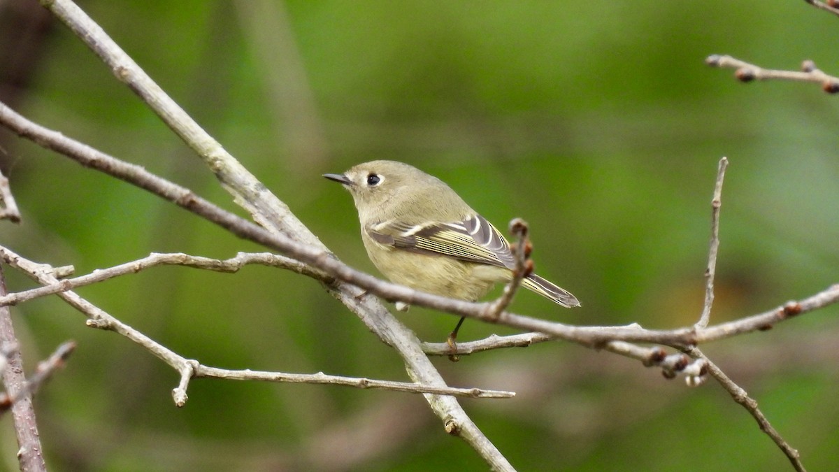 Ruby-crowned Kinglet - ML488103421