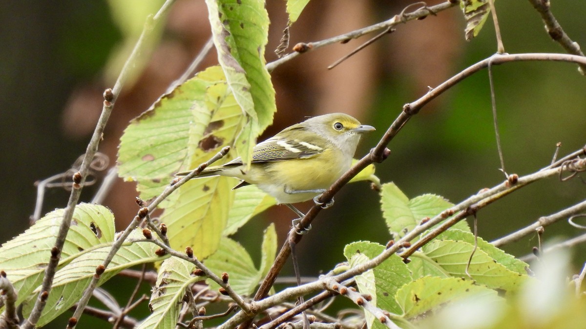 White-eyed Vireo - ML488103431