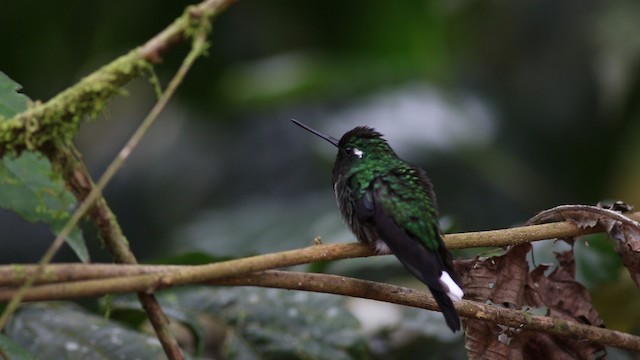 Purple-bibbed Whitetip - ML488104