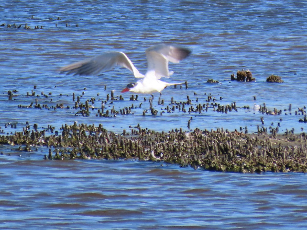 Caspian Tern - ML488104111