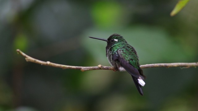 kolibřík skvrnoocasý - ML488105