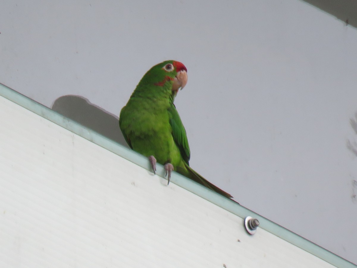 Crimson-fronted Parakeet - Ron Batie